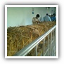 LEAF TOBACCO SHREDDED TOBACCO raw tobacco leaf dark air cured tobacco rustica tobacco FLUE CURED TOBACCO